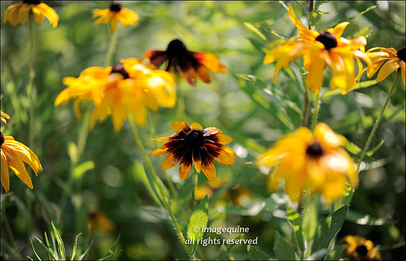 FLRS18-0753